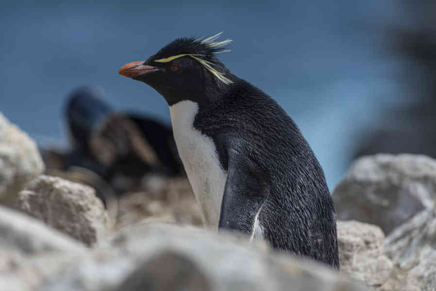 Pingüino Rockhopper - islas Falkland o Malvinas 10.jpg